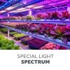Żarówka do roślin LED PLANTY 24W E27 1200K Kobi design